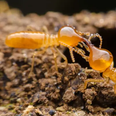 Best Termite Company in Dubai