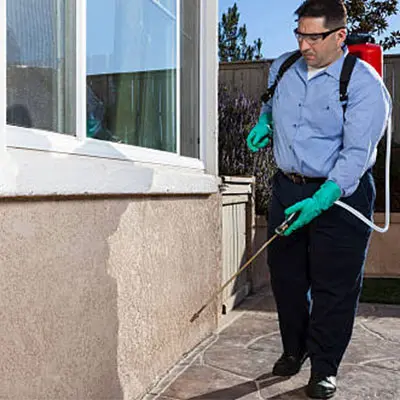 Pest control services in Dubai