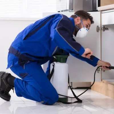 Pest control services in Sharjah