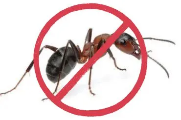 Ants Pest Control in Dubai