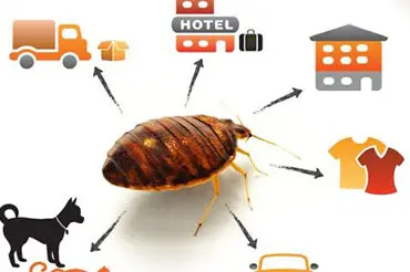 Bed Bugs Pest Control Services in Dubai