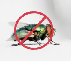 Flies Control Service Company in Sharjah