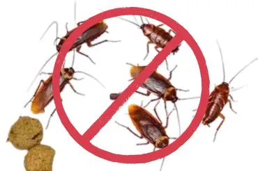 Cockroach Pest Control Dubai