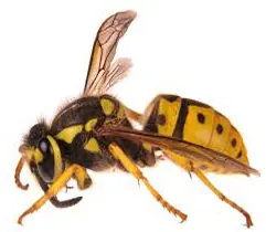 Professional bees control Services in Dubai