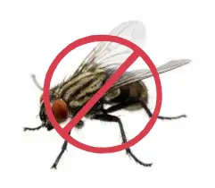 Flies Control Service Company in Dubai