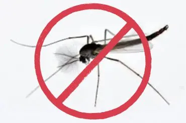 Mosquito Pest Control Services Dubai