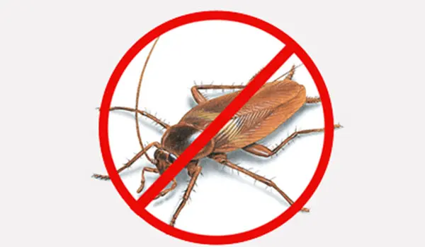 Pest control company in Sharjah