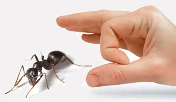 Pest control Sharjah