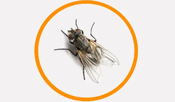 Pest control services in Sharjah