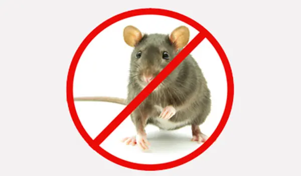 Pest control companies in Dubai