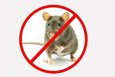 Rat Control Service in Dubai