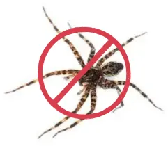 Spider Control Service in Sharjah