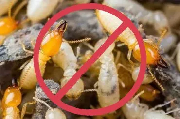 Termite Pest Control in Dubai