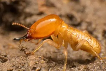 Don`t Let Termites Take Over